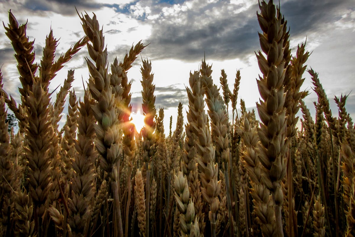 Cebaderos defenderán precios